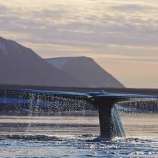Ученые впервые измерили сердцебиение синего кита
