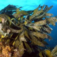 Как восстановить природные заросли морской капусты