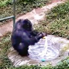 Шимпанзе стирают и занимаются уборкой