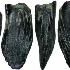 В якутии обнаружили самые северные следы зауроподов