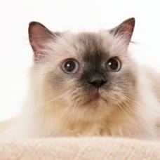 Учёные выяснили, кто лучше остальных понимает эмоции кошек по выражению морды