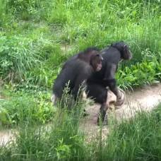 Самки шимпанзе станцевали конгу
