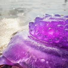 В австралии на берег выбросило гигантскую фиолетовую медузу-убийцу