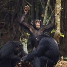Ученые выяснили, зачем шимпанзе бросают камни в деревья