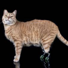 Кот с бионическими лапами покорил инстаграм