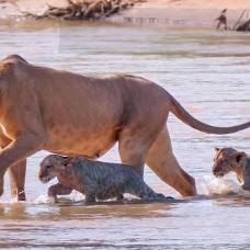 Львица помогает львятам перейти реку