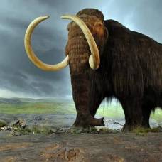 Обнаружены древнейшие следы мамонтов