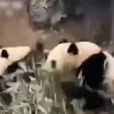 Как панды от землетрясения спасались