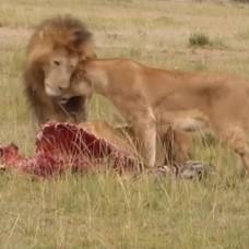 Лев прогнал прочь от добычи гиен, обидевших львицу