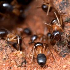 Австралийские муравьи научились добывать азот из мочи кенгуру