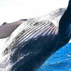 Как узнать вес кита