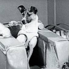 История лайки: единственная собака, отправленная в космос погибать