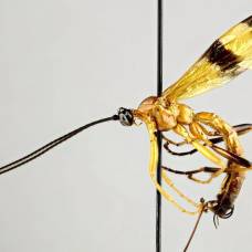 Биологи нашли новые виды насекомых-паразитов, управляющих поведением хозяев