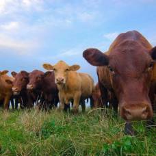 Ученые впервые проанализировали голоса коров