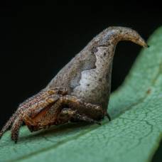 Паук шляпа гриффиндора (eriovixia gryffindori)