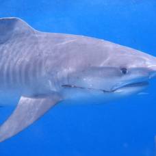 Миллионы акул в океанах живут с рыболовными крючками в теле