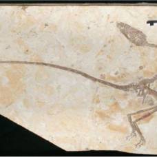 Танцующий дракон: найдены ископаемые останки гибрида птицы и динозавра