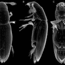 Мельчайший известный науке жук — перокрылка scydosella musawasensis
