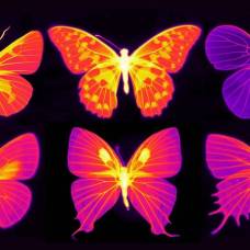 Как бабочки спасают свои крылья от перегрева