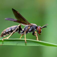 В процессе эволюции бумажные осы очень быстро научились узнавать друг друга в лицо