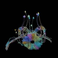 Ученые создали 3d карту мозга плодовой мушки