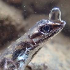 Anolis aquaticus - ящерица "аквалангист"