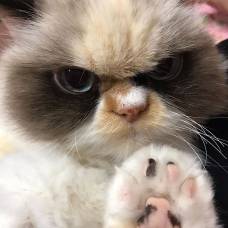Новая grumpy cat найдена в тайване