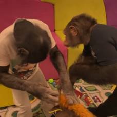Как шимпанзе ведут себя в детской комнате