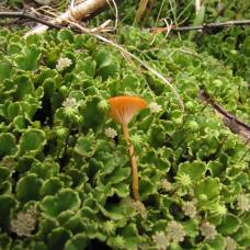 Маршанция изменчивая (лат. marchantia polymorpha)