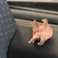 Водитель встретил загадочное мохноногое существо в своей машине