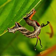 Танцующая гусеница (лат. nematocampa resistaria)