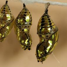 "Золотые" куколки южноамериканской бабочки mechanitis polymnia