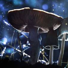 Чернобыльские грибы активно поглощают радиацию