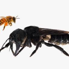 Пчела-Листорез megachile pluto - самая большая пчела