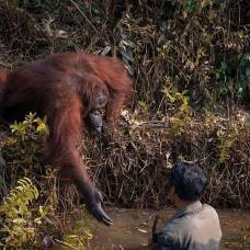 Орангутан протягивает руку помощи человеку