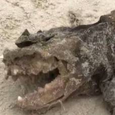 На пляже нашли загадочное безглазое существо с большими зубами