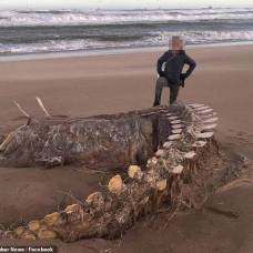 Ураган "кьяра" вынес на берег скелет загадочного существа