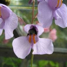 Двуглавая пузырчатка (лат. utricularia biceps)