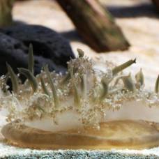 Медузы рода cassiopea используют необычный способ самообороны
