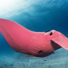 Гигантский розовый морской дьявол в австралии