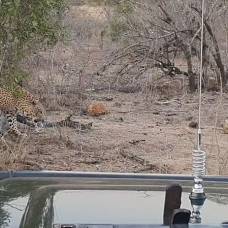 Самка леопарда и незваный гость