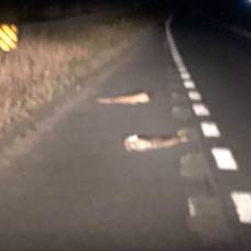 Трехметровое существо посеяло панику вблизи аэропорта хамберсайд