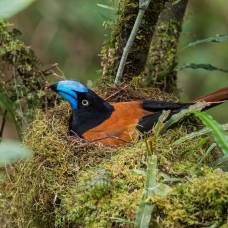 Ванговые (лат. vangidae)