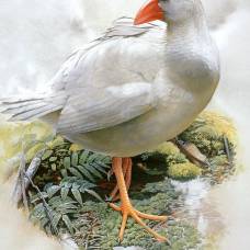 Белая султанка (лат. porphyrio albus)