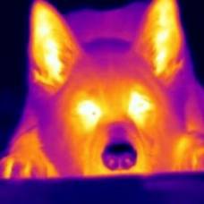 Собачий нос оказался чувствителен к инфракрасному тепловому излучению