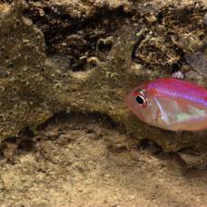 Ихтиологи впервые обнаружили рыбу, которая обитает на глубоководье и вынашивает потомство во рту