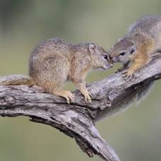 Брачные ритуалы африканских белок