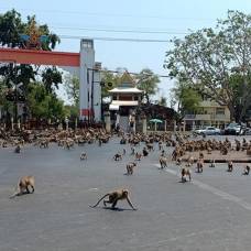 Полчища голодных обезьян устроили драку в опустевшем из-за коронавируса районе