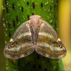Японская цикадка-бабочка (лат. ricania japonica)