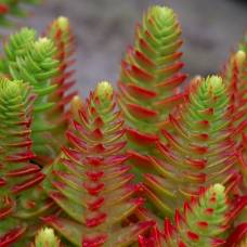 Толстянка мелкоголовчатая (лат. crassula capitella)